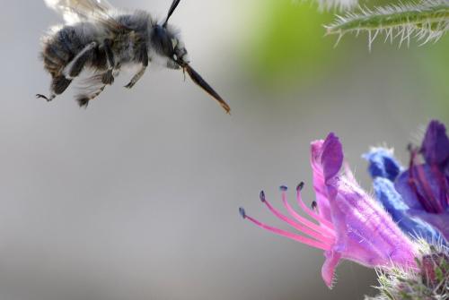 Réf. 278 515 : Anthophora plumipes